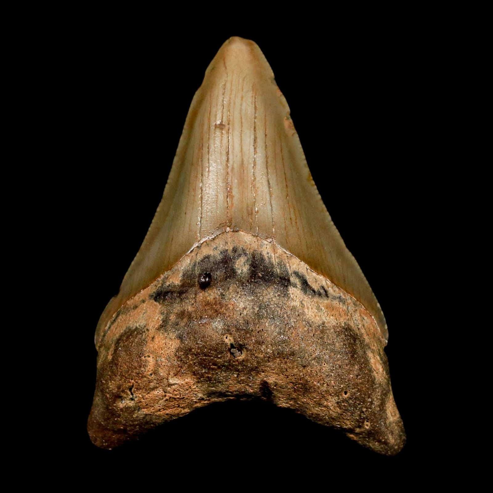 2.8" Quality Megalodon Shark Tooth Serrated Fossil Natural Miocene Age COA