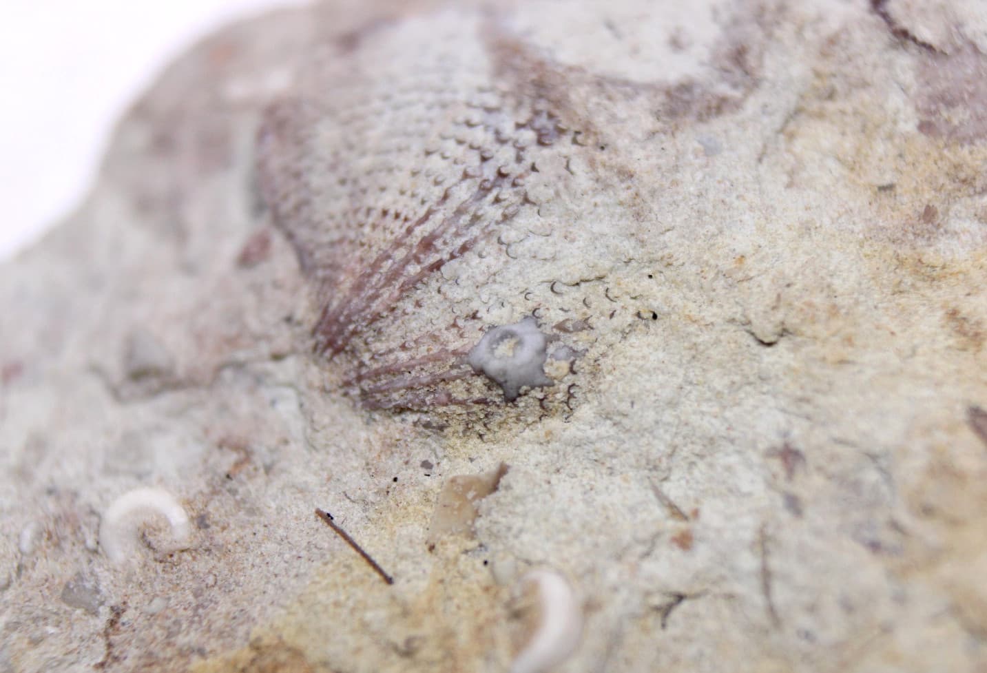 Crinoid Holdfast on Glyptorthis Brachiopod Ordovician Iowa Fossil Maquoketa Fm 2