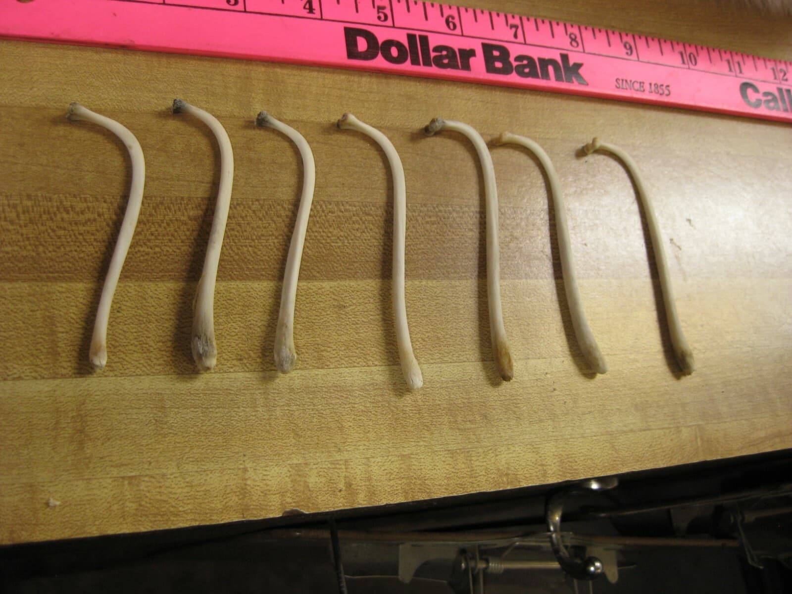 Raccoon Baculum Bone   You Are Buying 1 Bone Only 4