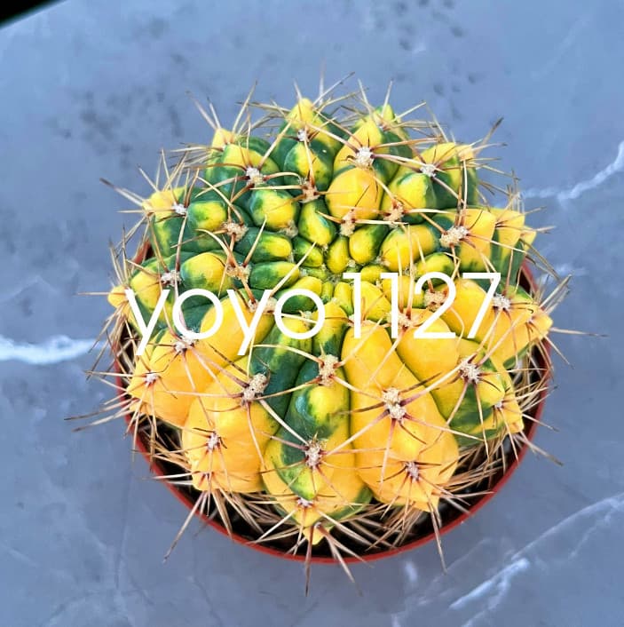 Succulent catus Variegated plants Garden Bonsai Garden Deco Beautiful plants 3