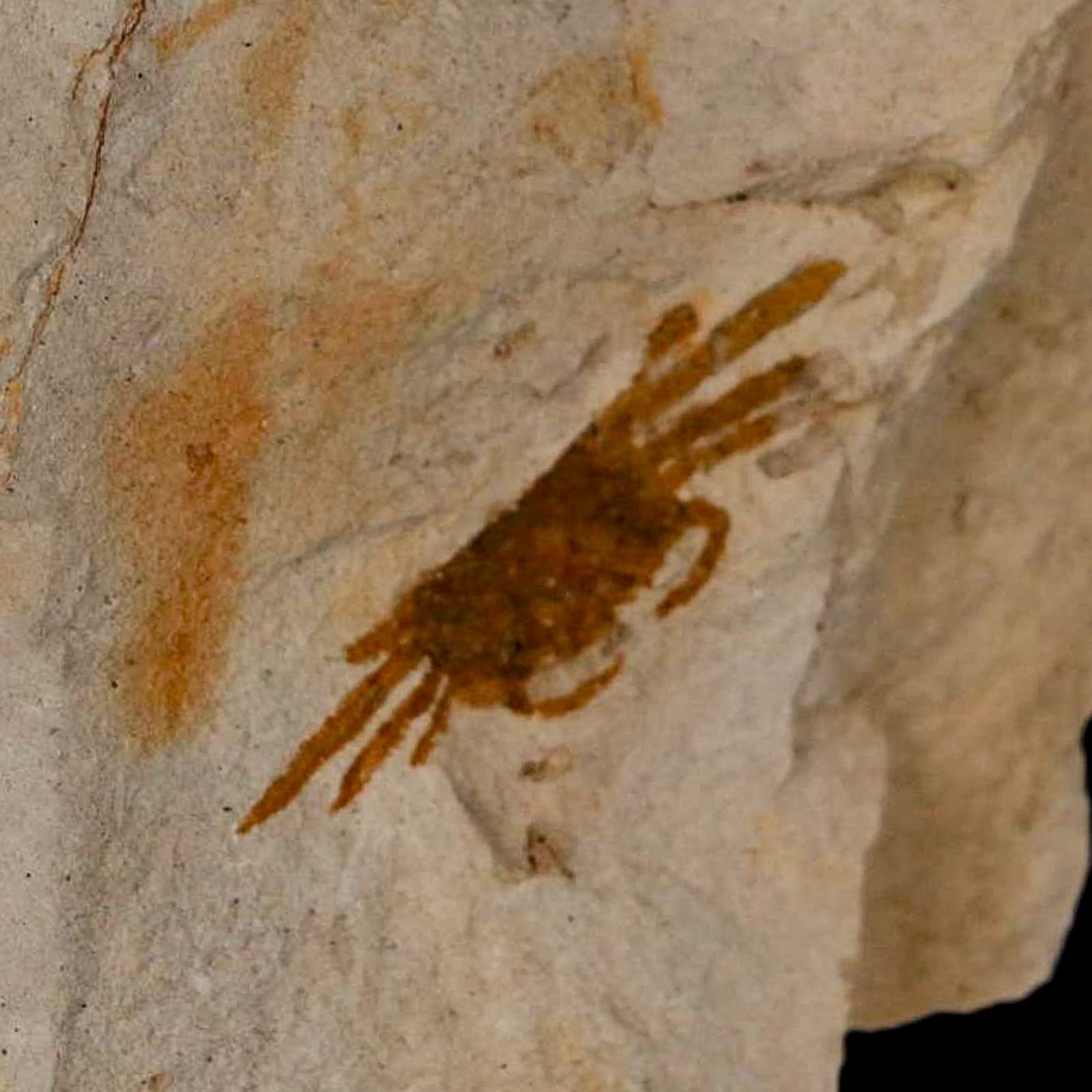 1.2" Fossil Crab Pinnixa Galliheri Pea Crab Monterey Cty San Luis Obispo Miocene