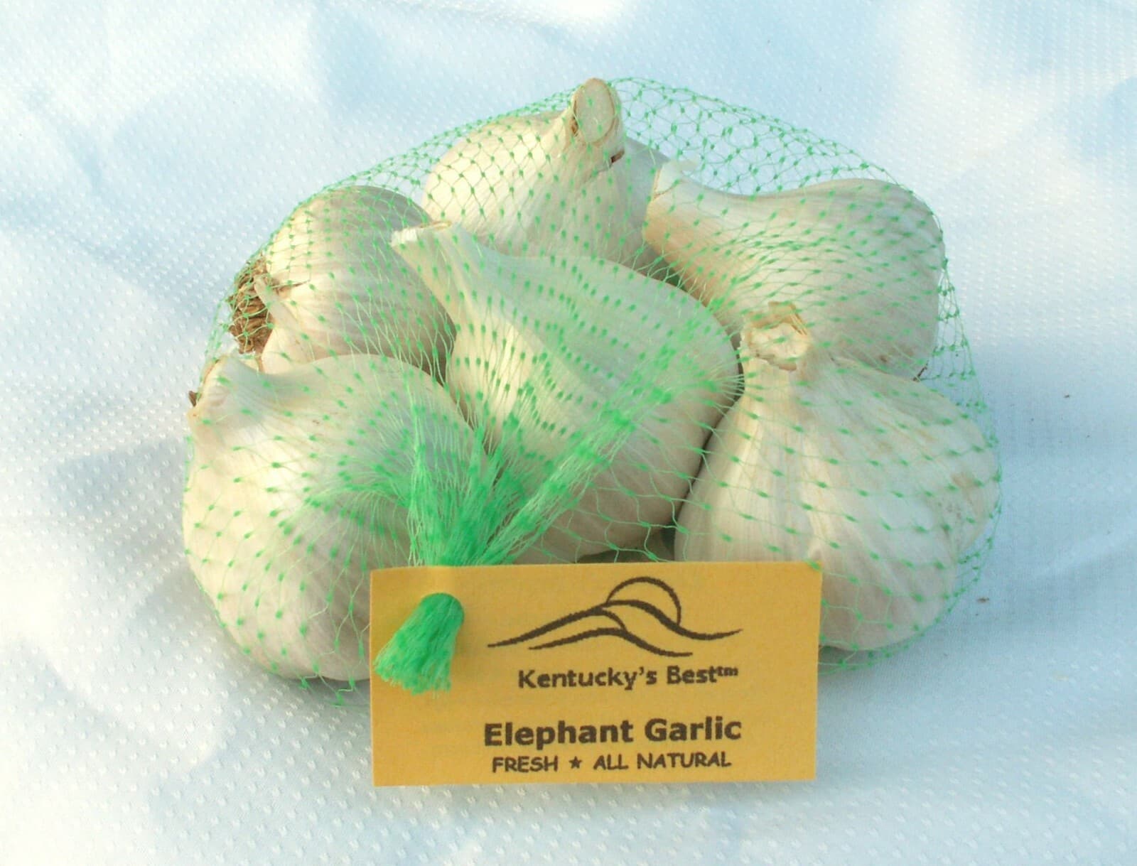 KY'S Best ELEPHANT GARLIC ~ FALL PLANTING - start 20-25 plants + instructions 3