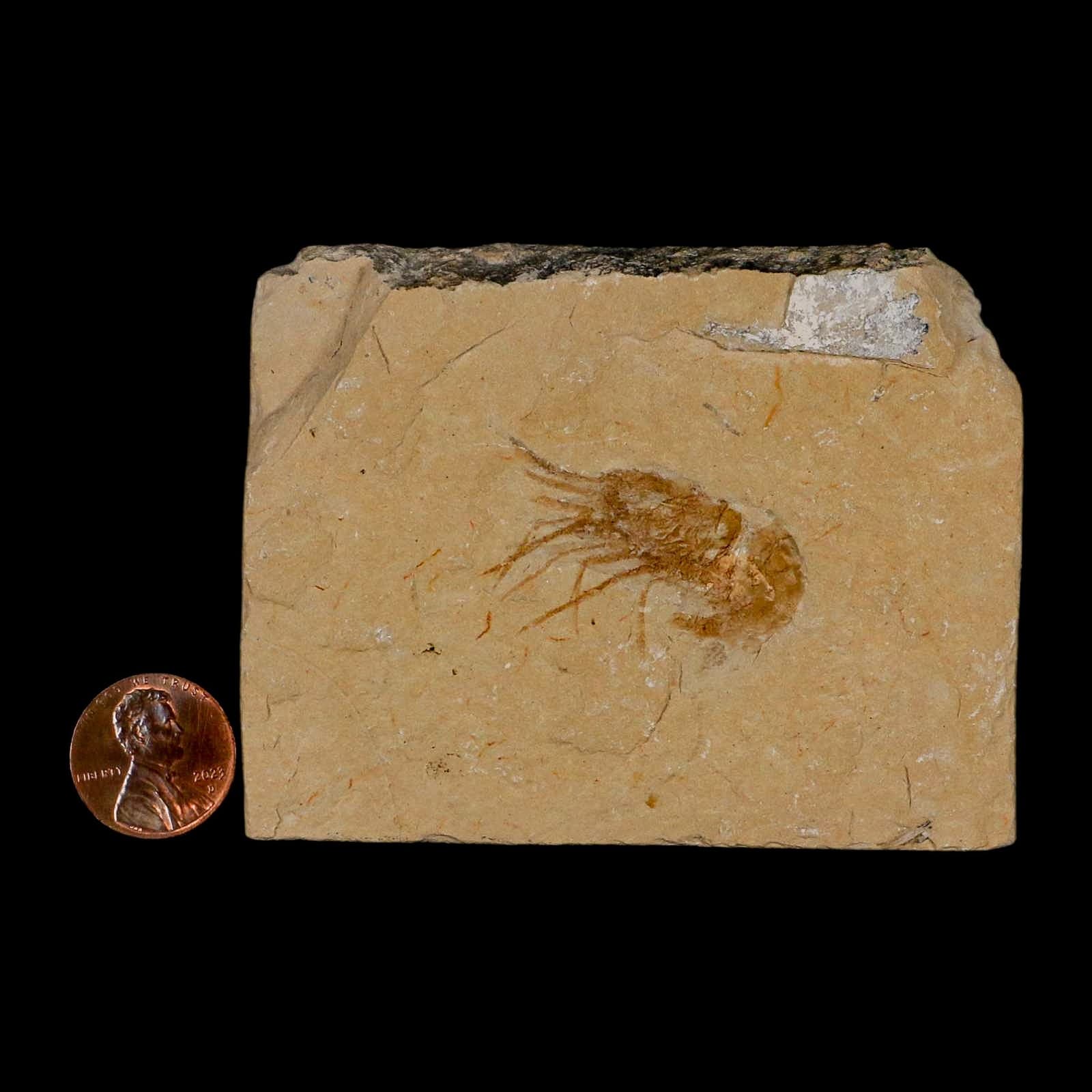 1.4" Fossil Shrimp Carpopenaeus Cretaceous Age 100 Mil Yrs Old Lebanon COA 3