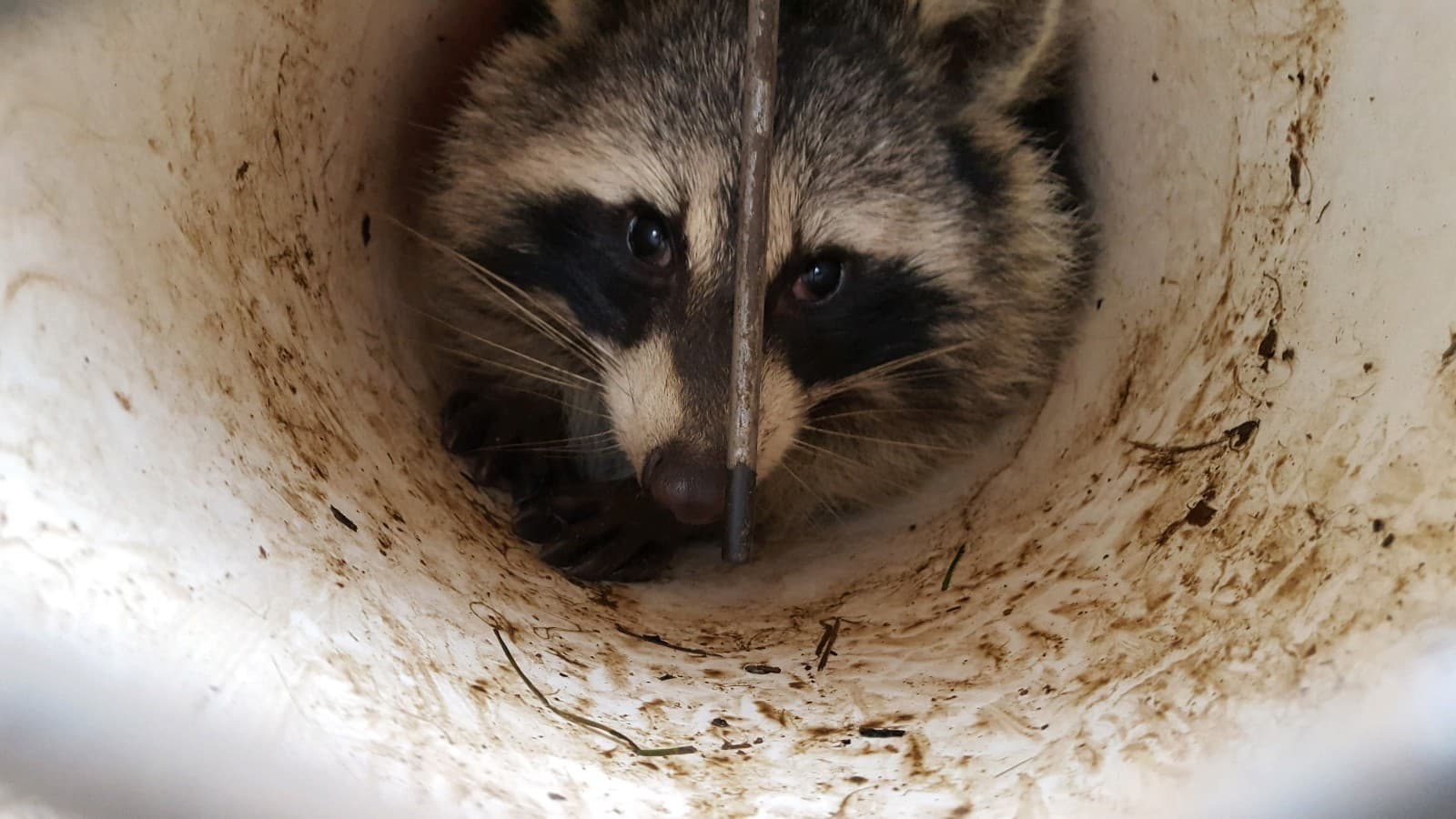  8" SPRAY PROOF GREAT FOR RACCOONS OPOSSUM 8"X28" ZTRAP 5