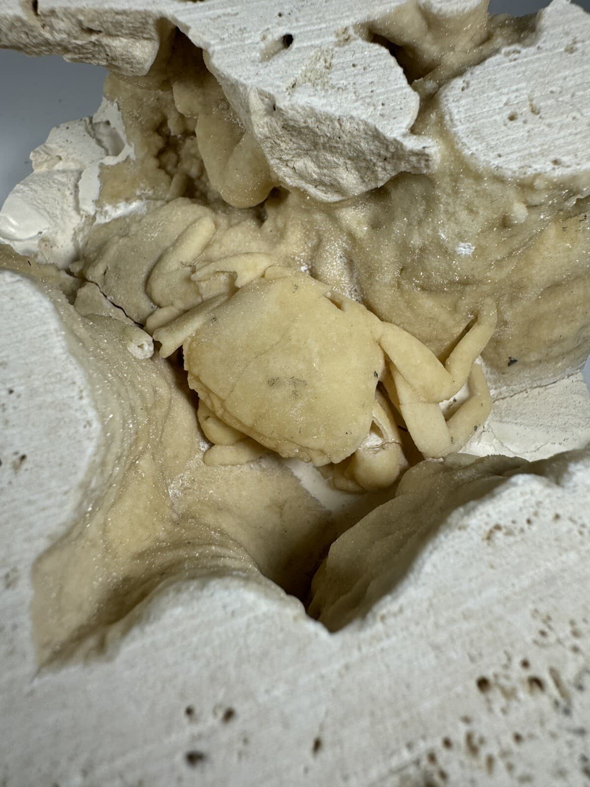 REPAIRED 1.75 Inch Travertine Crab Fossil Turkey, Fossil Travertine Crab Potamon 2