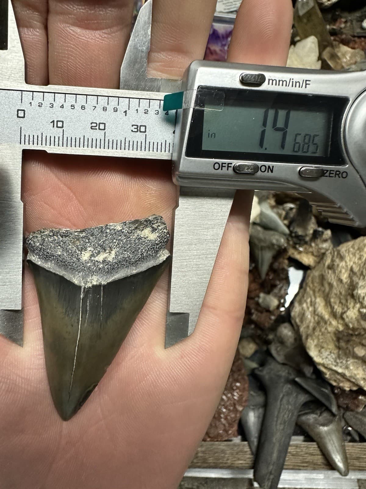 2.2” CARCHARODON MAKO TOOTH HASTALIS MEGALODON ERA South Carolina WHITE SHARK 6