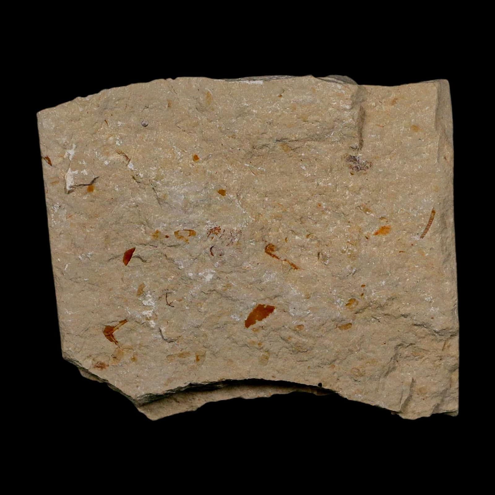 1.7" Fossil Shrimp Carpopenaeus Cretaceous Age 100 Mil Yrs Old Lebanon COA 6