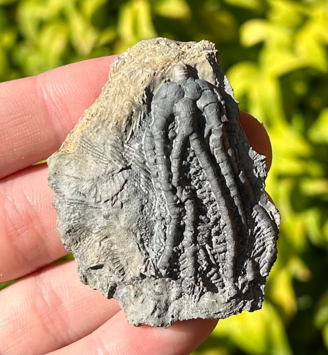 NICE Fossil Crinoid Barycrinus rhombiferous Edwardsville Formation Indiana 4