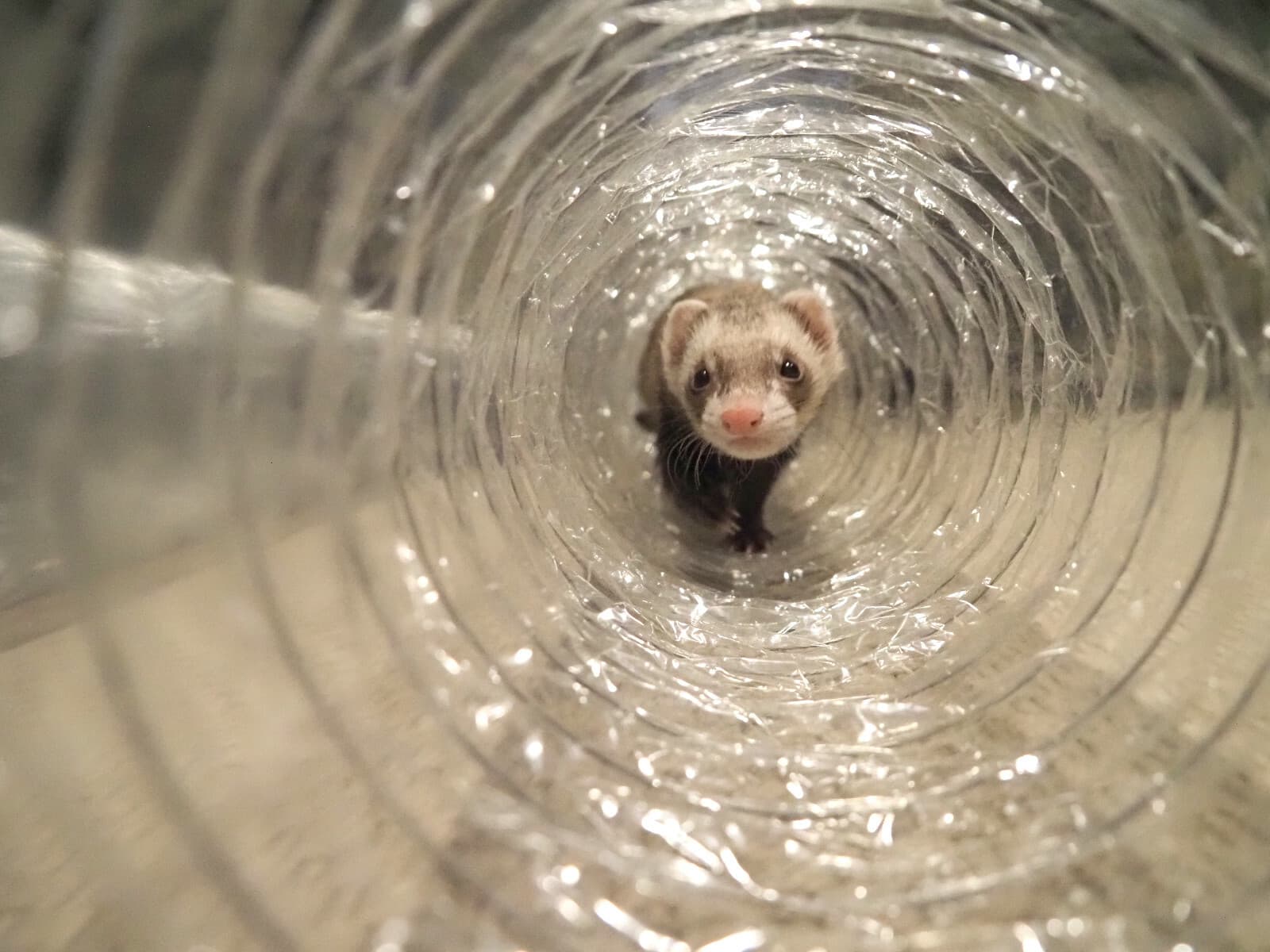 Best Ferret Toy EVER! Jumbo Ex Wide &Long Super Thru Way Crinkle Tunnel Tube 4