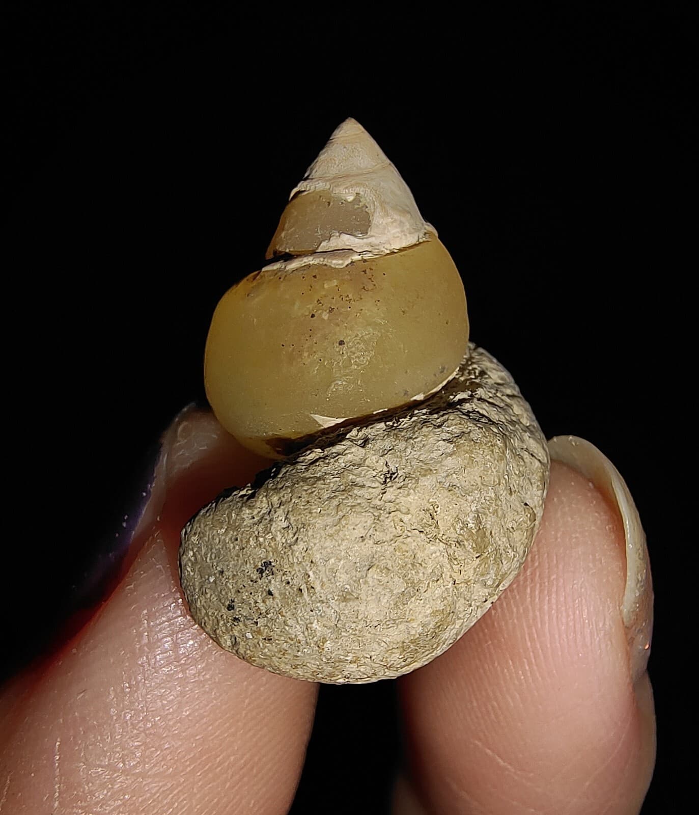 AMAZING AMMONITE! GASTROPOD SEASHELL FOSSIL VIVIPARIDAE FROM INDONESIA 20MM, 001 5