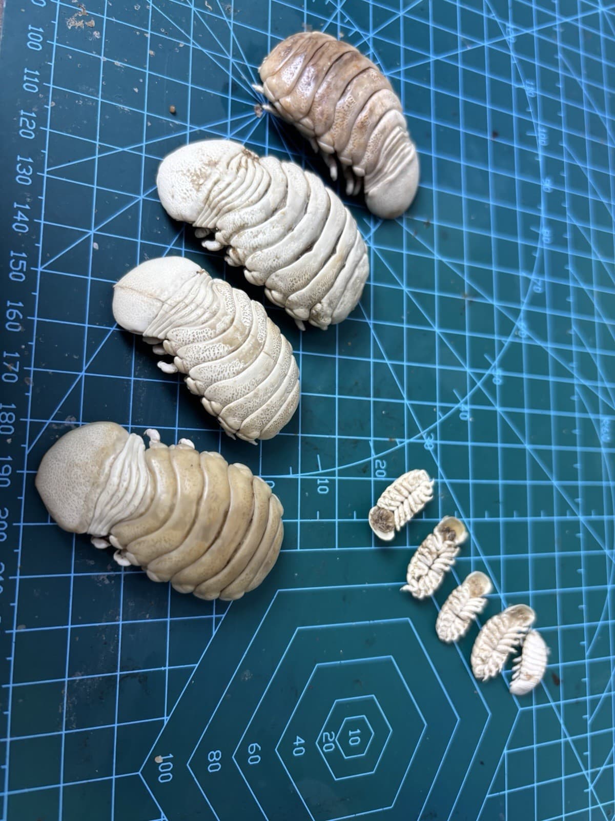 Very Rare Elthusa splendida Shark Parasite Deep Sea Isopod Taxidermy OnePair M&F 6