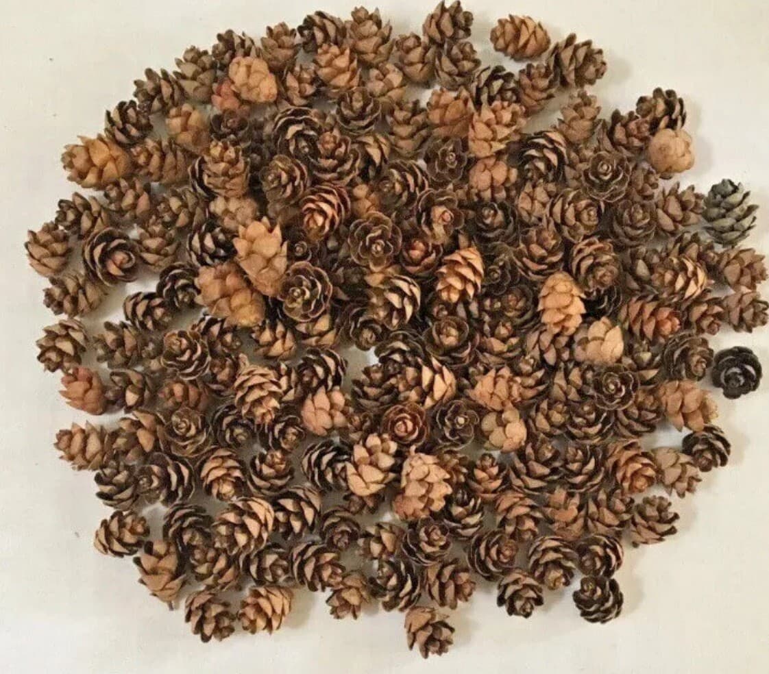 250HEMLOCK PINE CONES Mini Small 1/2 ~ 3/4" High ~ 1/4" ~ 1/2" wide ~ Crafts(AD