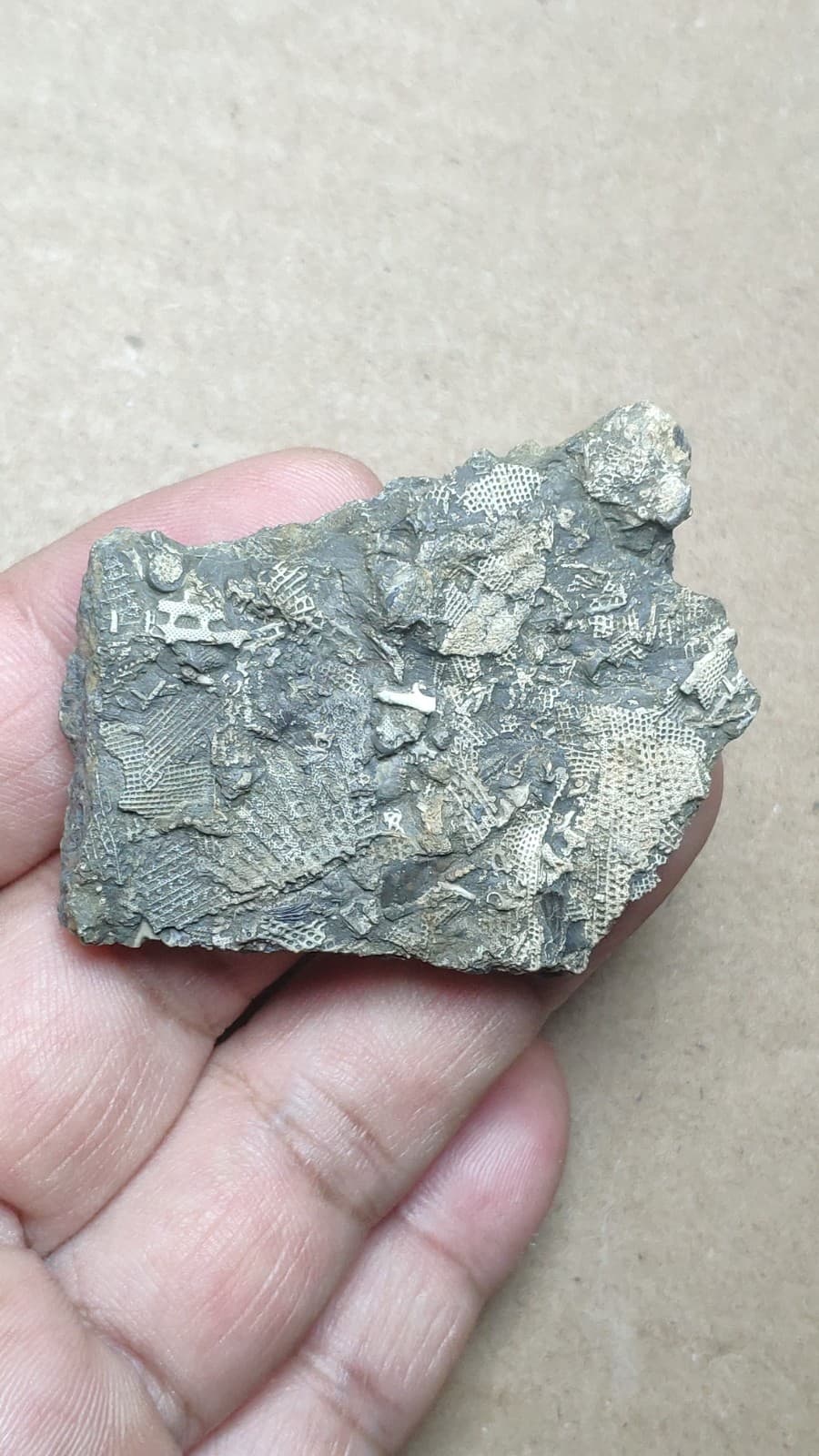 26g Bryozoa specimen from Cambrian Period 2