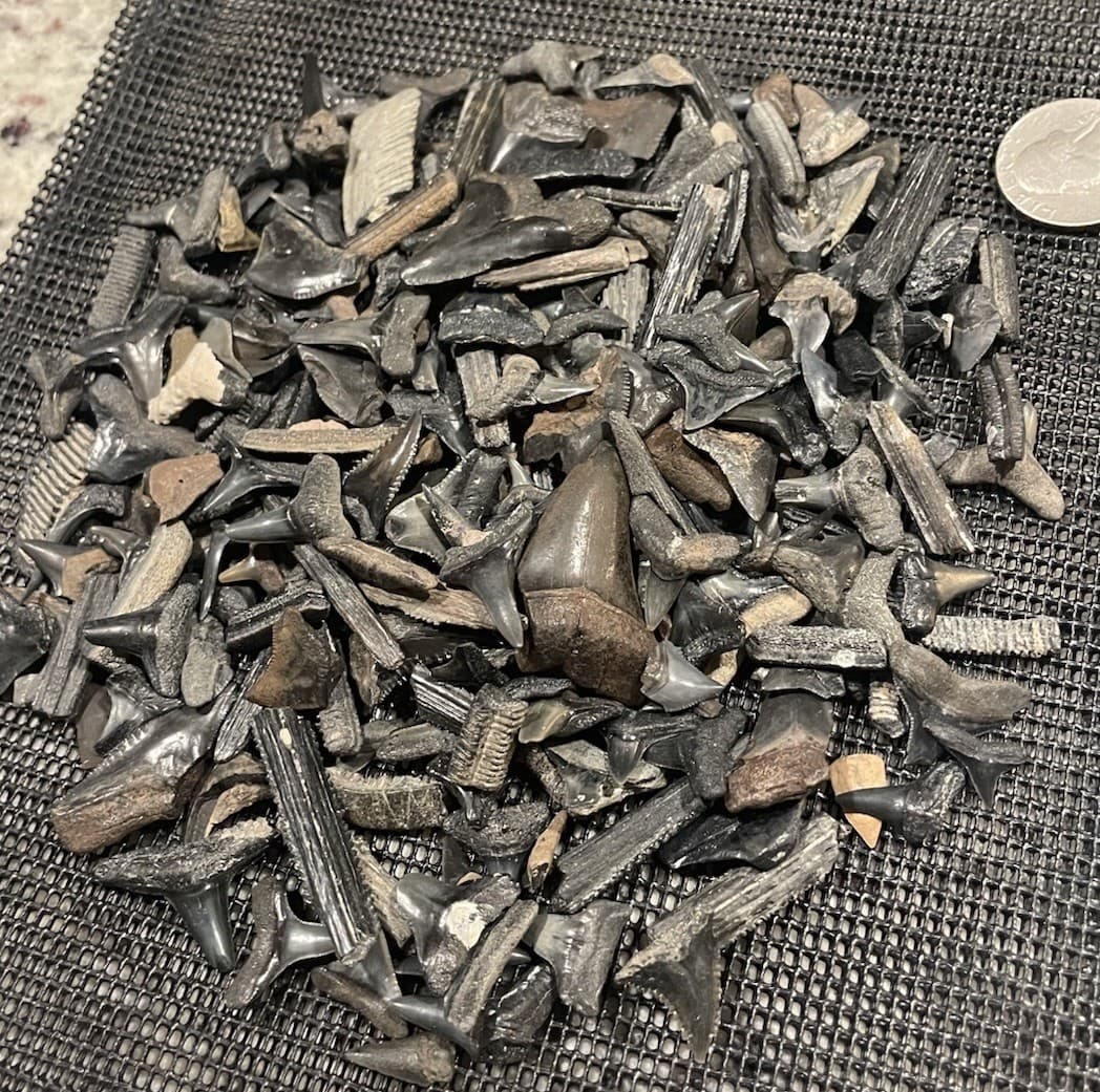 Huge Lot Of Florida Shark Teeth & Marine Fossils Mako Hemis Lemons Bulls Etc #85 4