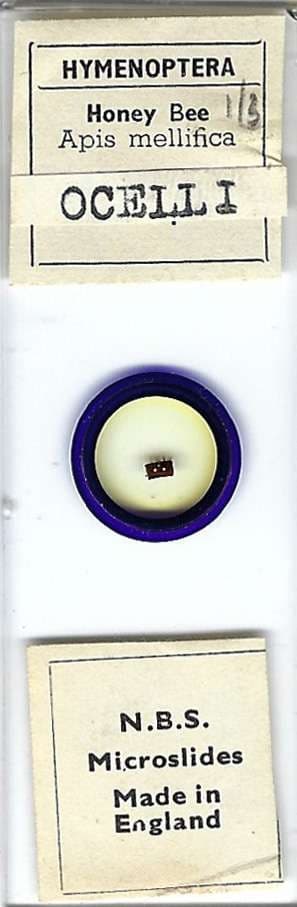 Honey Bee Ocelli Microscope Slide by N.B.S.