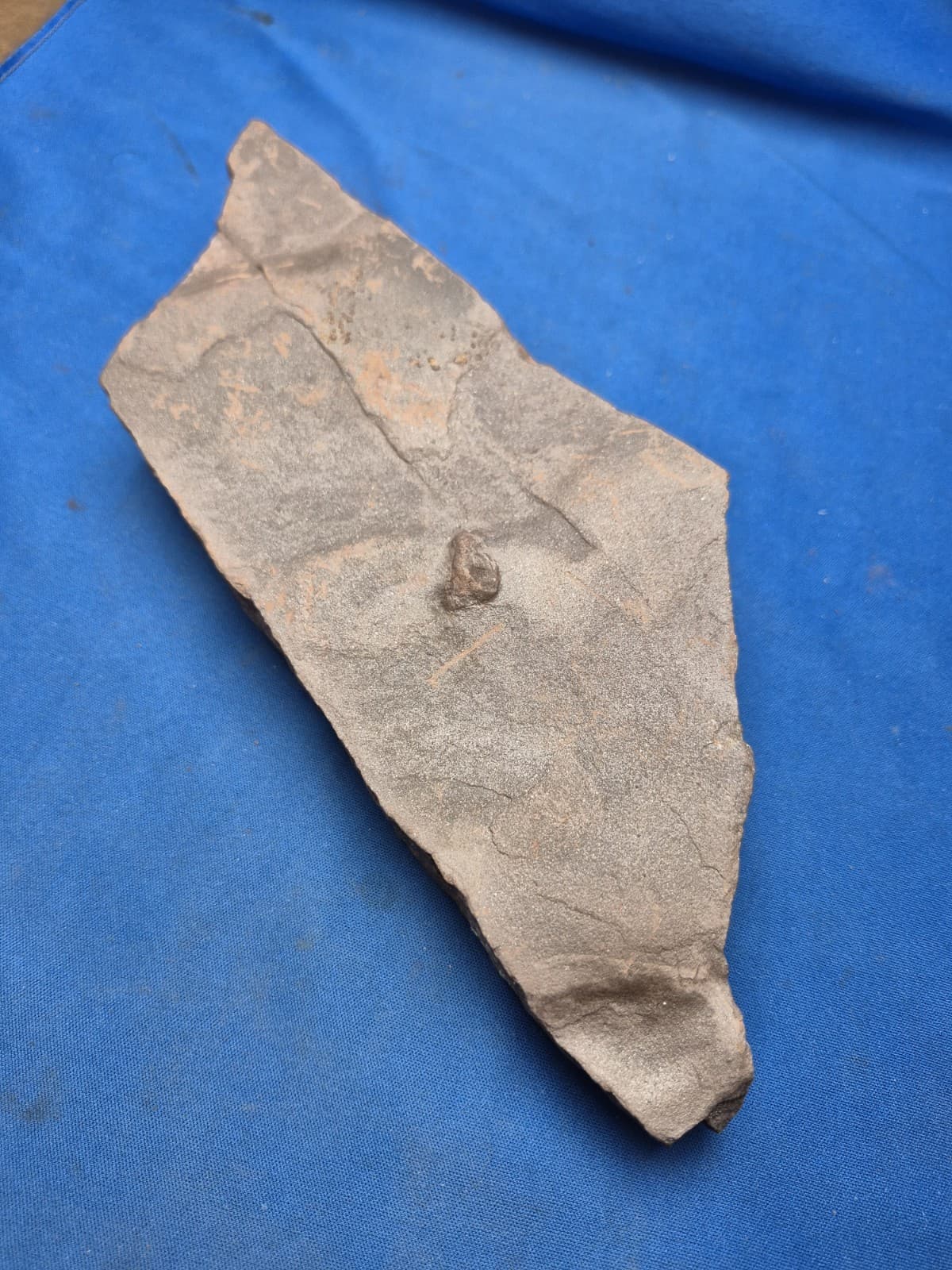 RARE Sponge-like Animal Fossils 6