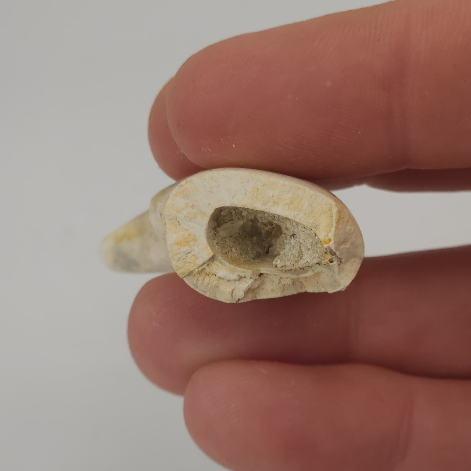 Crab Claw Fossil - Florida  3
