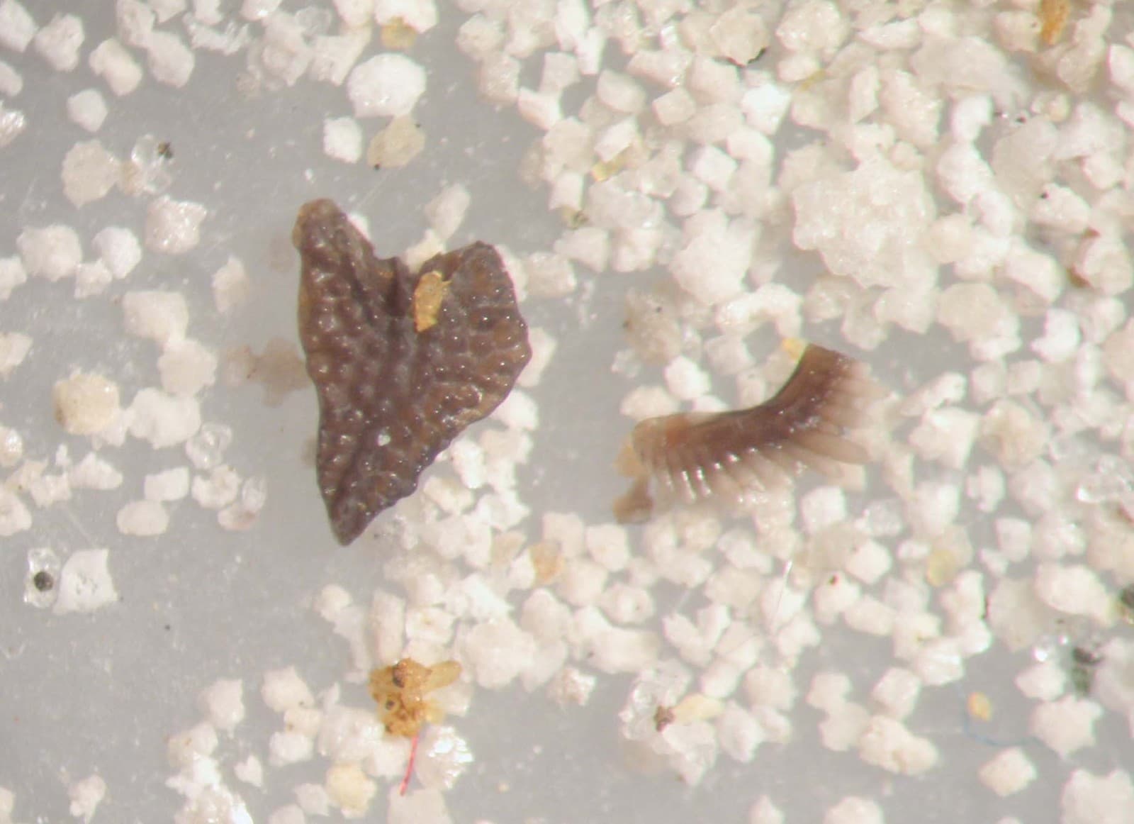 Devonian conodont rich micro fossil sample New Albany Shale excellent specimens 4