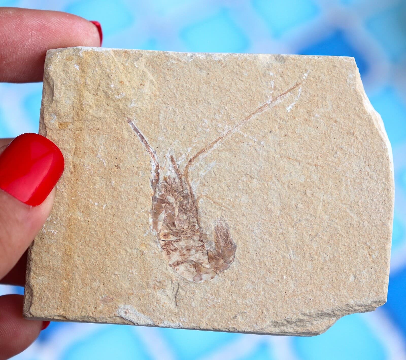 Fossil Shrimp From Solnhofen Germany - 150 MILLION YRS OLD  JURASSIC  7.7 Cm's 6