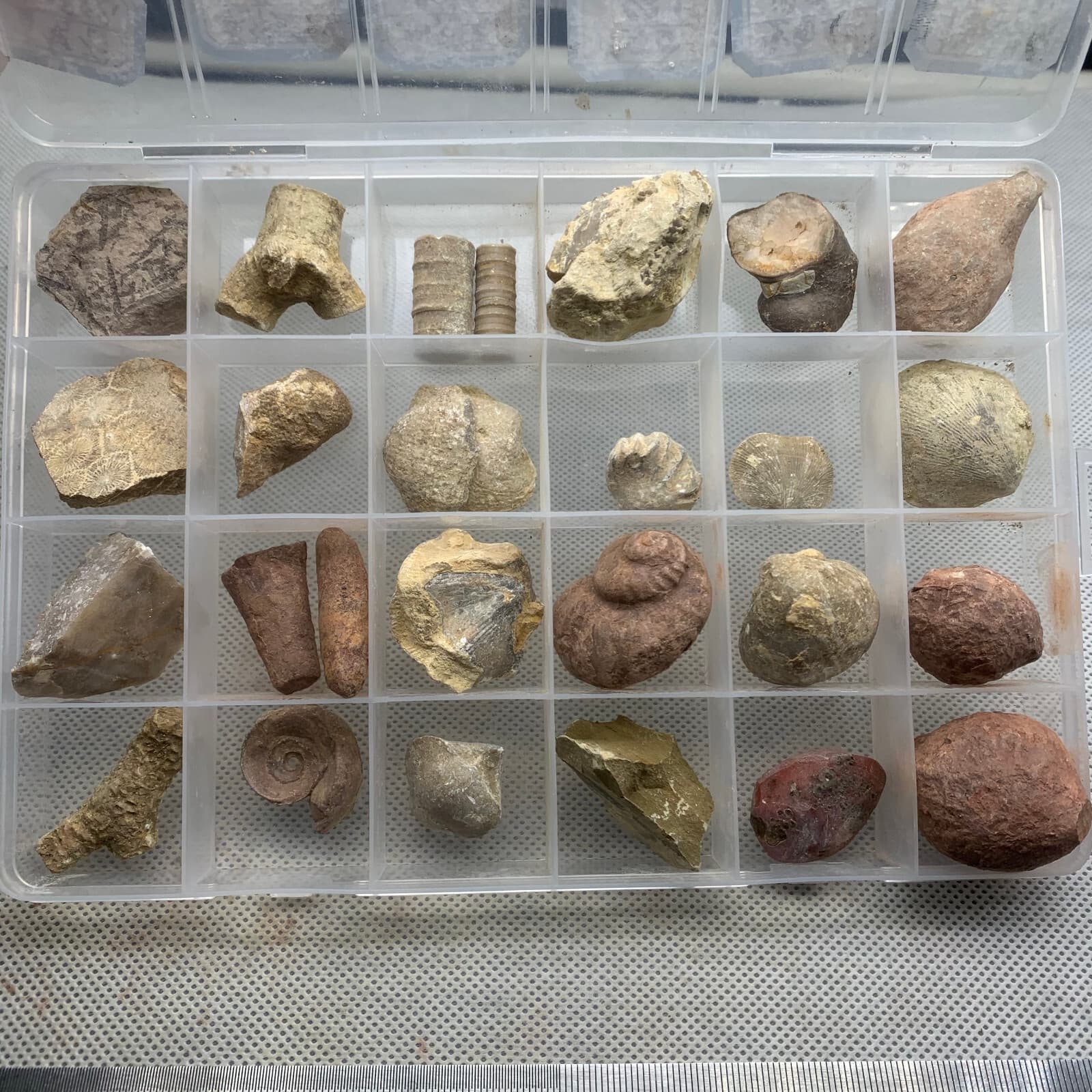 24 fossil specimens from China