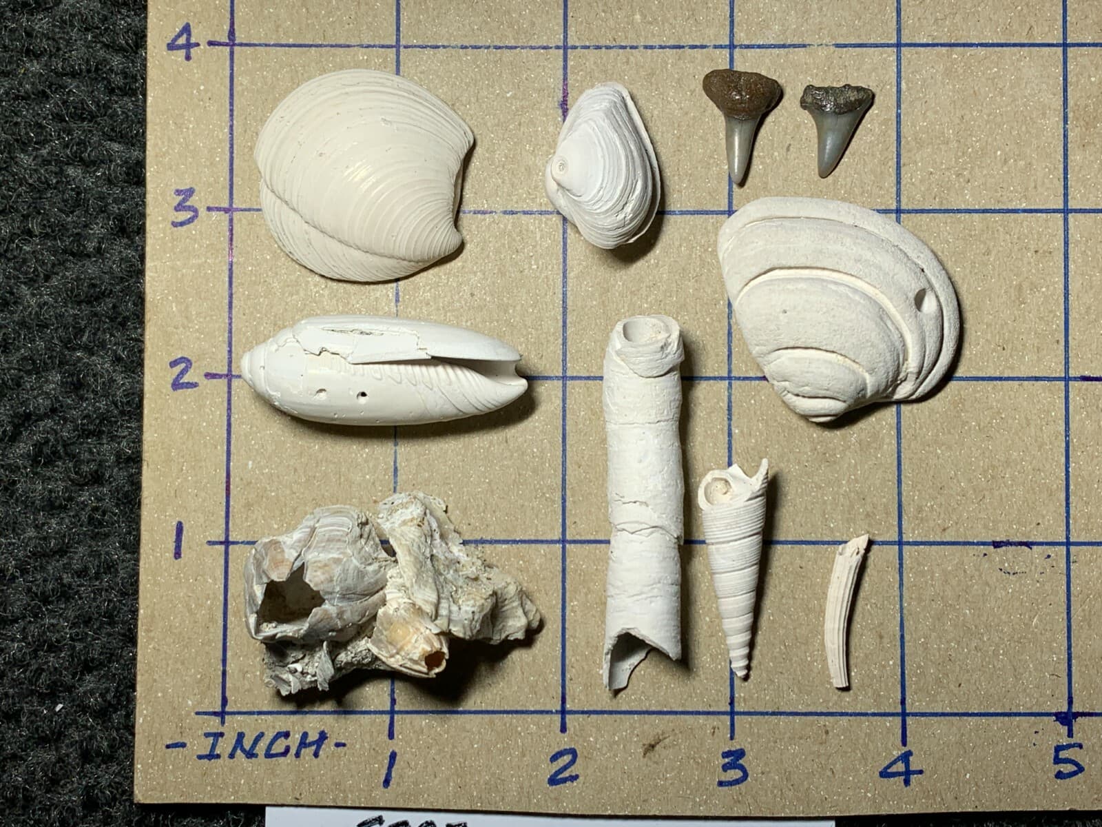 ☆Fossil Specimen 10 Pack - Berkeley Quarry S.C. - Barnacle-Dentalium-Teeth ☆297