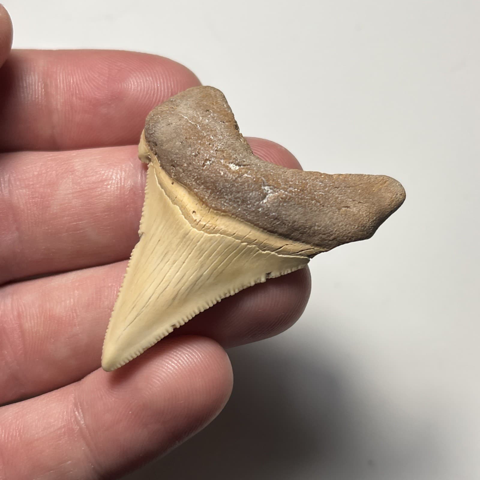 2.05” FEEDING DAMAGE ANGUSTIDENS SHARK TOOTH FOSSIL SUMMERVILLE, SC 3