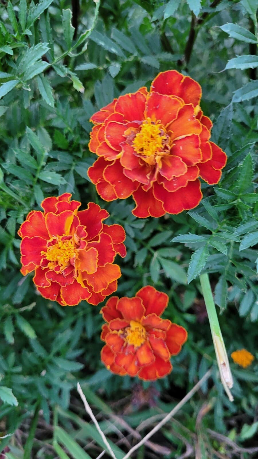 Marigold Seeds (Sparky Mixture) NON GMO Fresh Garden Seeds 75 seeds per pack