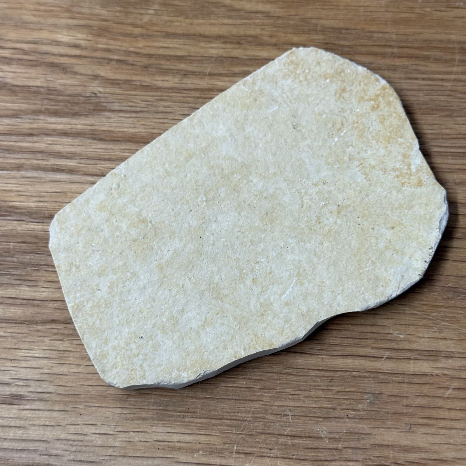 Solnhofen Saccocoma Floating Crinoid Fossil Germany Jurassic Period 3