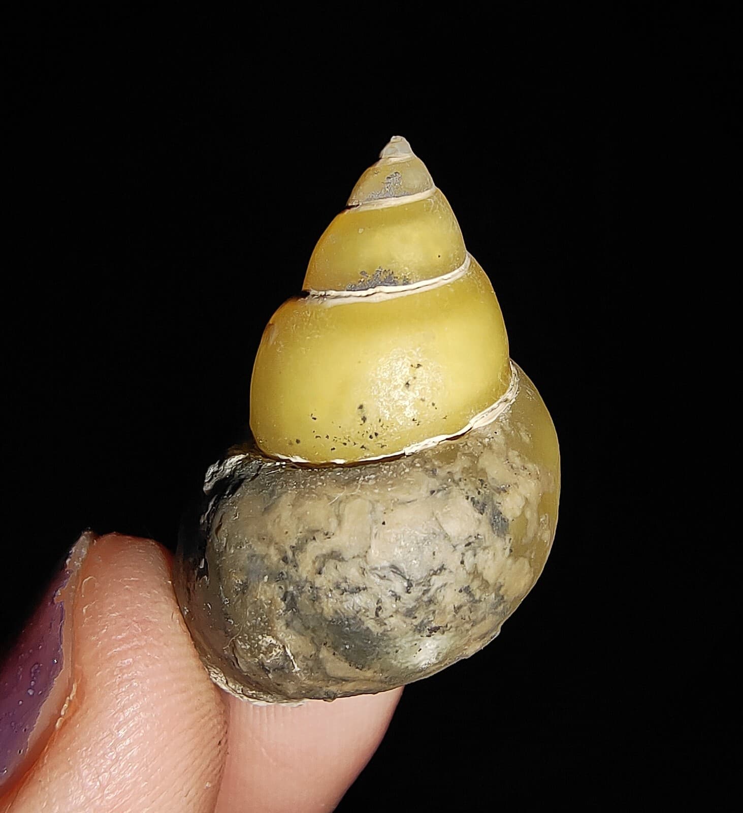 AMAZING AMMONITE! GASTROPOD SEASHELL FOSSIL VIVIPARIDAE FROM INDONESIA 23MM, 006