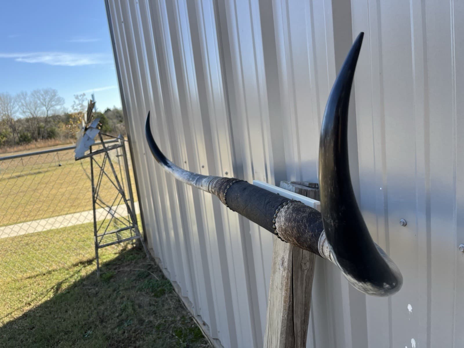 MOUNTED STEER HORNS 4 FEET WIDE LONGHORN Sanded Horn MOUNT BULL COW 3