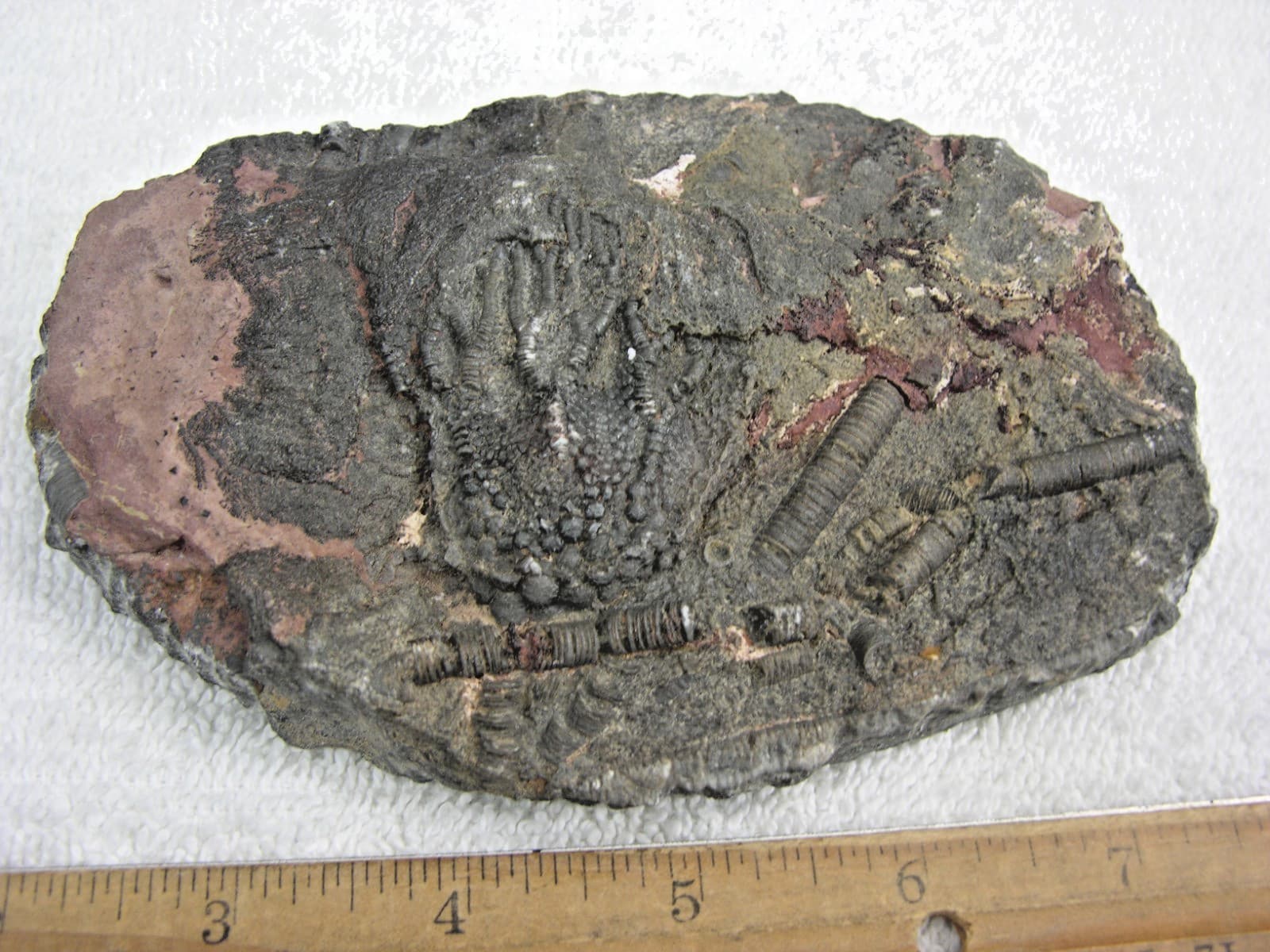 Crinoid fossil plate Cyathocrinites Silurian age Erfoud region 5.5x4" Africa  01