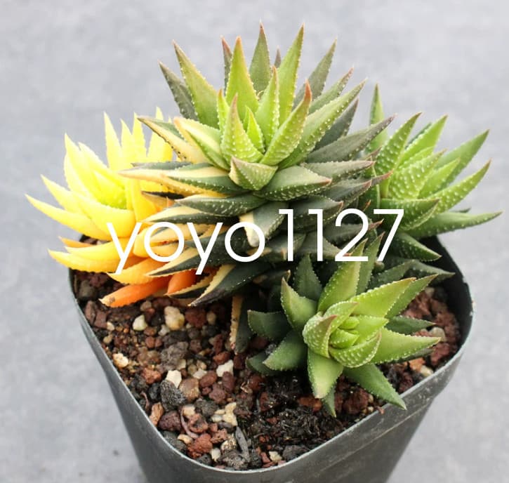 Succulent plant Haworthia coarctata Haw. \'Variegata\' Home Multiple heads Plant 5