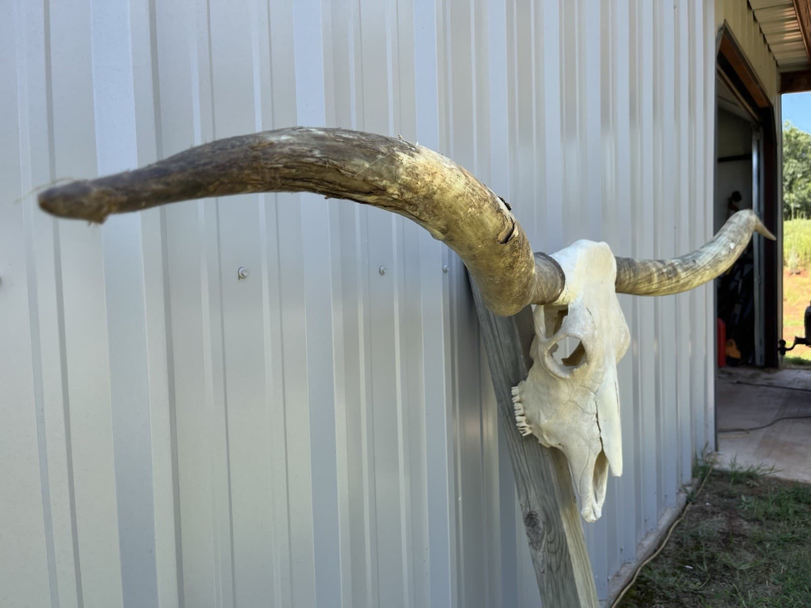 LONGHORN STEER SKULL 6 FEET 10 Inch WIDE UNPOLISHED BULL HORN MOUNTED COW HEAD 3