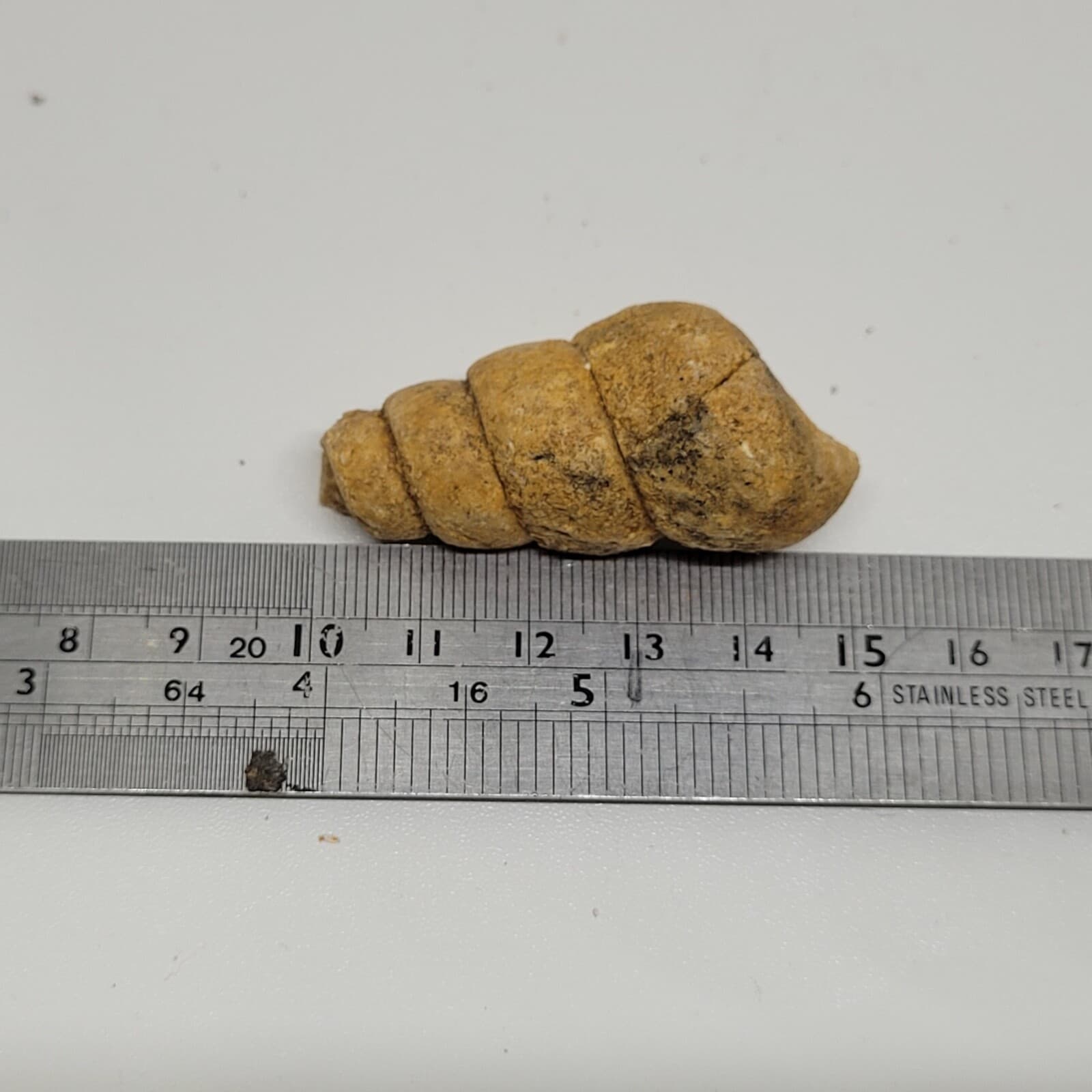 27 gr Indonesia NATURAL Rough Gastropod SeaShell Mollusca Fossil Specimen 12-124 5