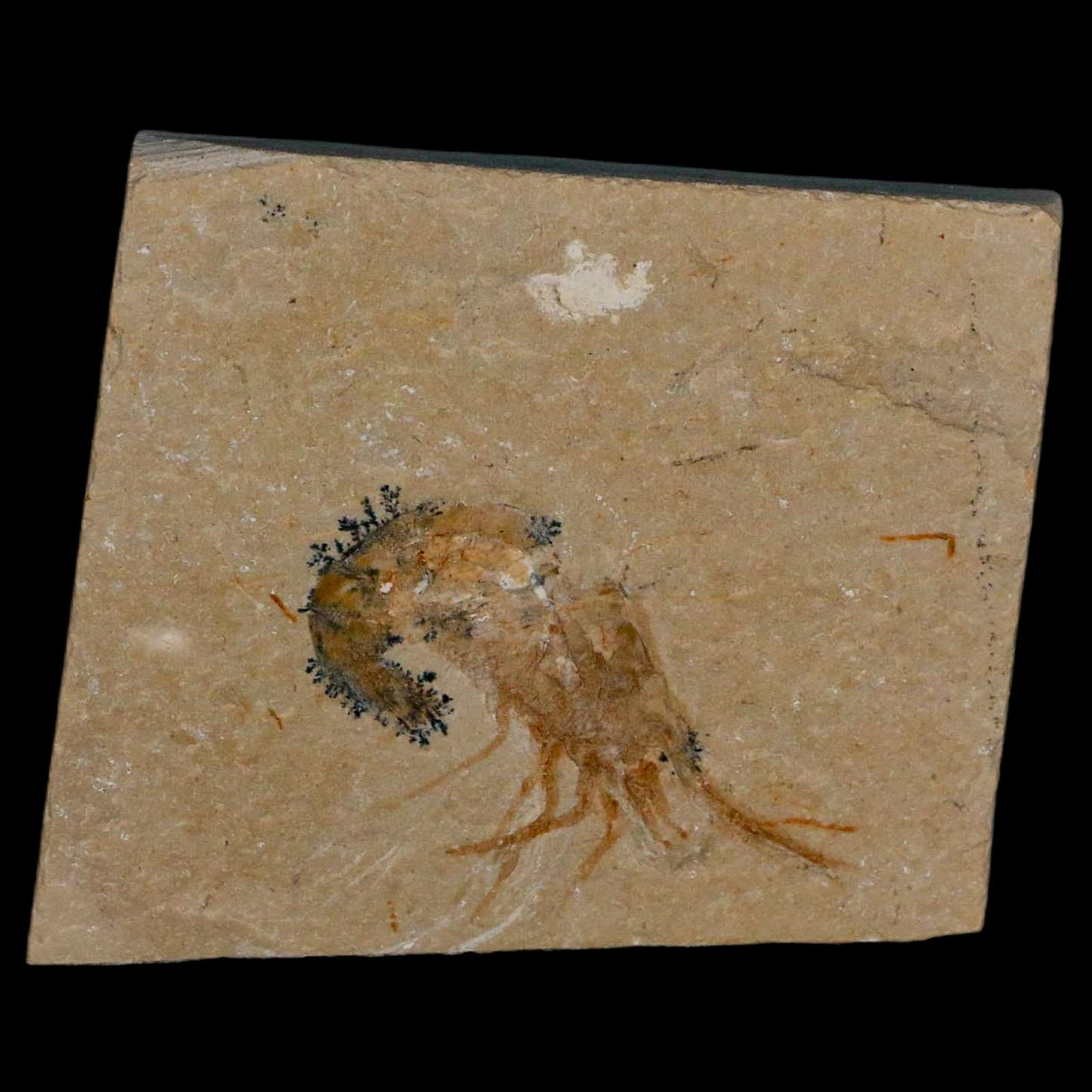 1.6" Fossil Shrimp Carpopenaeus Cretaceous Age 100 Mil Yrs Old Lebanon COA 2