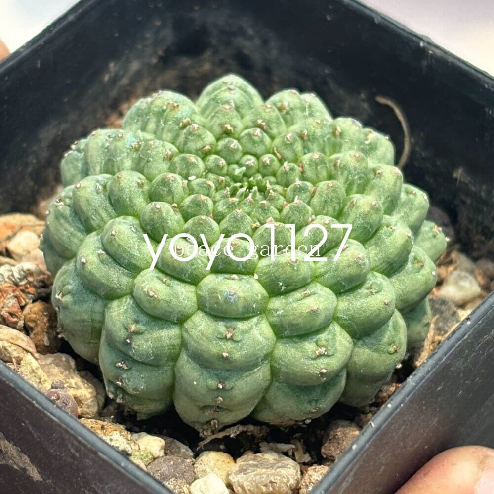 Euphorbia Obesa Hook Astrophytum RareSucculent Plant Garden 3CM