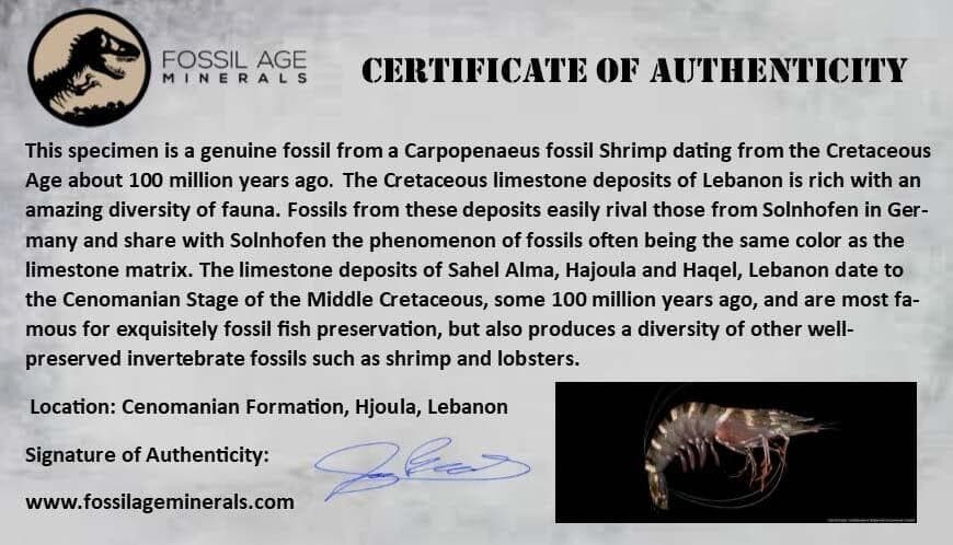 4 Four Fossil Shrimp Carpopenaeus Cretaceous Age 100 Mil Yrs Old Lebanon COA 6