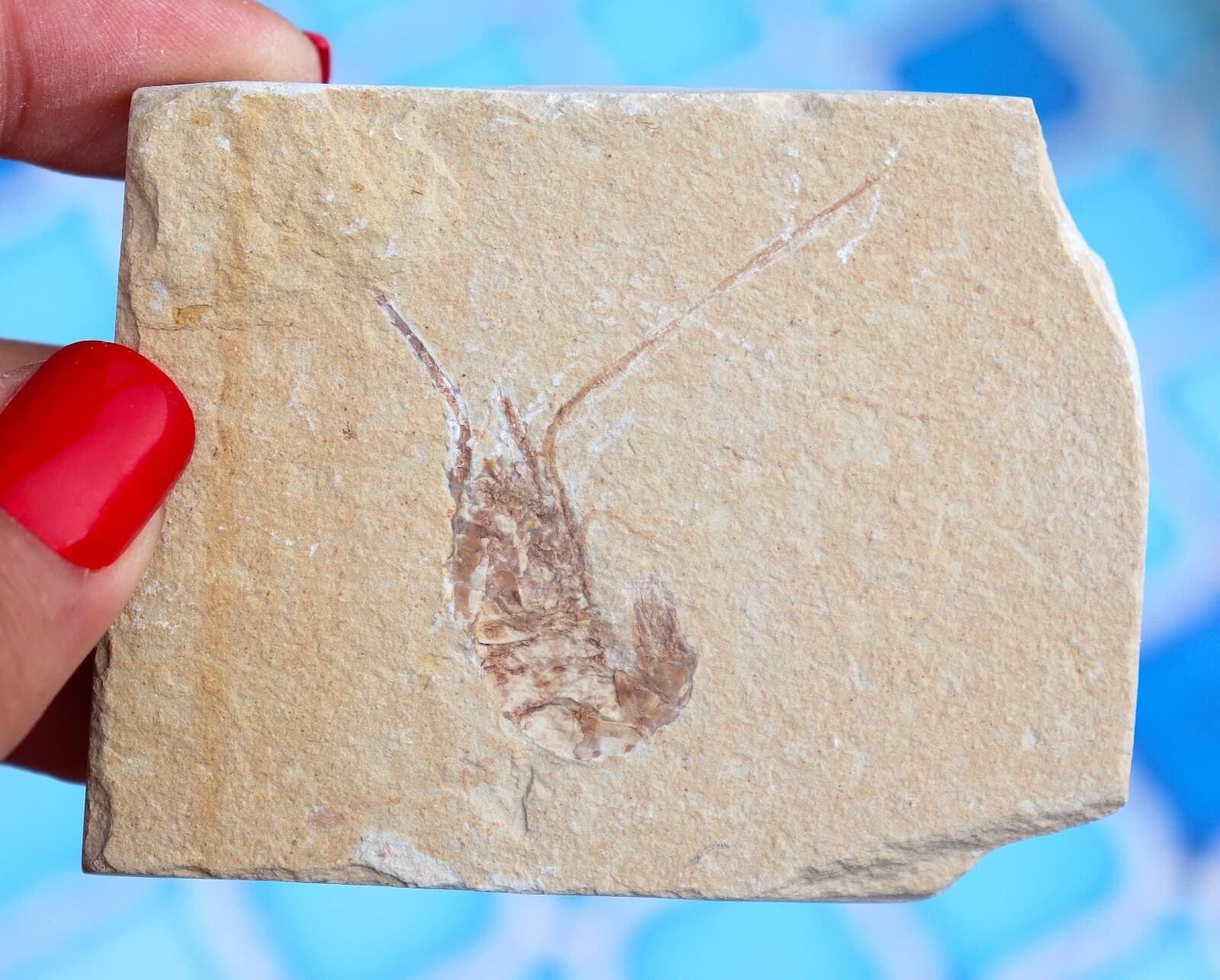 Fossil Shrimp From Solnhofen Germany - 150 MILLION YRS OLD  JURASSIC  7.7 Cm's 3