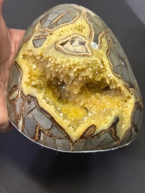 RARE  SEPTARIAN FREE FORM W/ FOSSIL CRAB  ,A++  QUALITY: & FL/PHOSPHORESCENT!