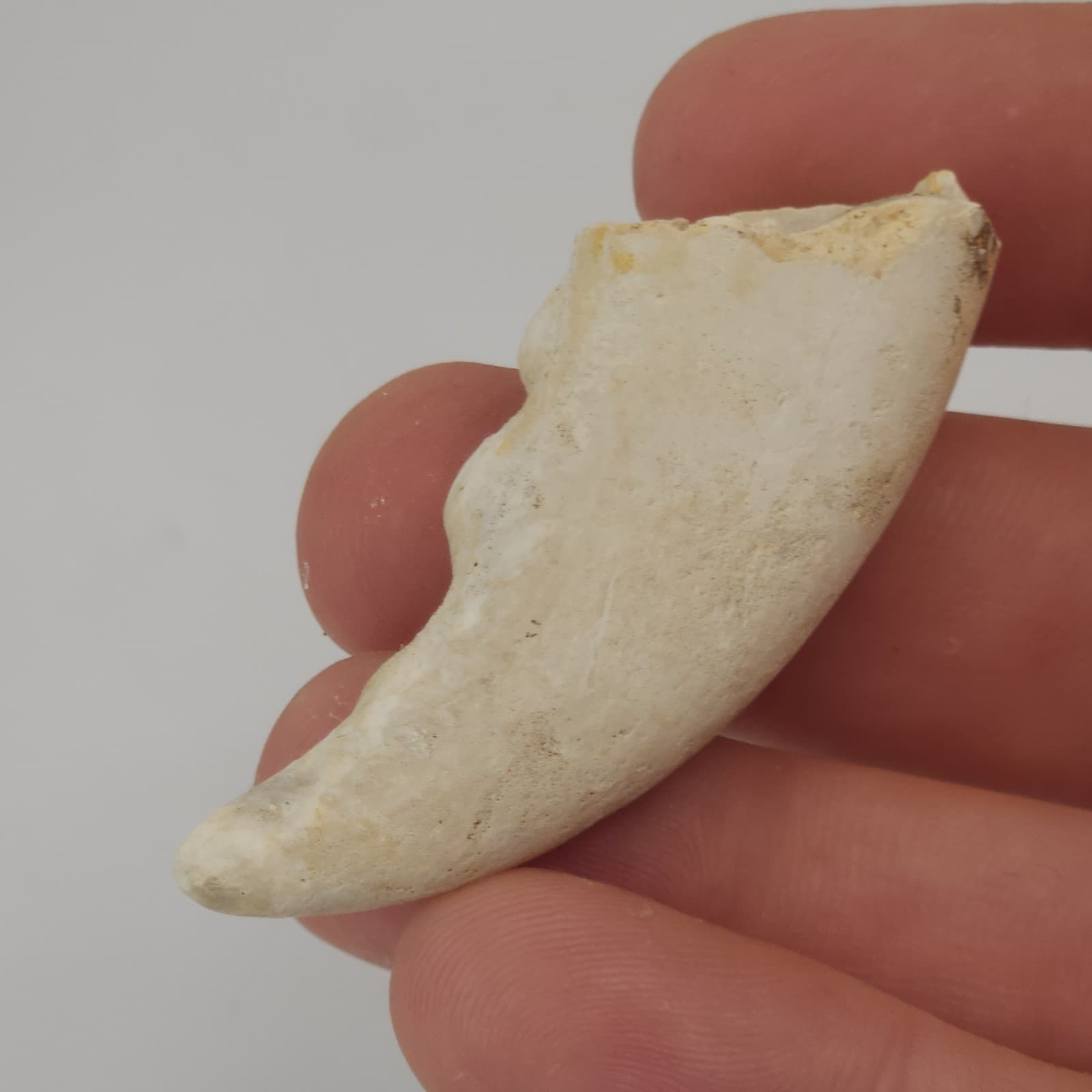 Crab Claw Fossil - Florida  2