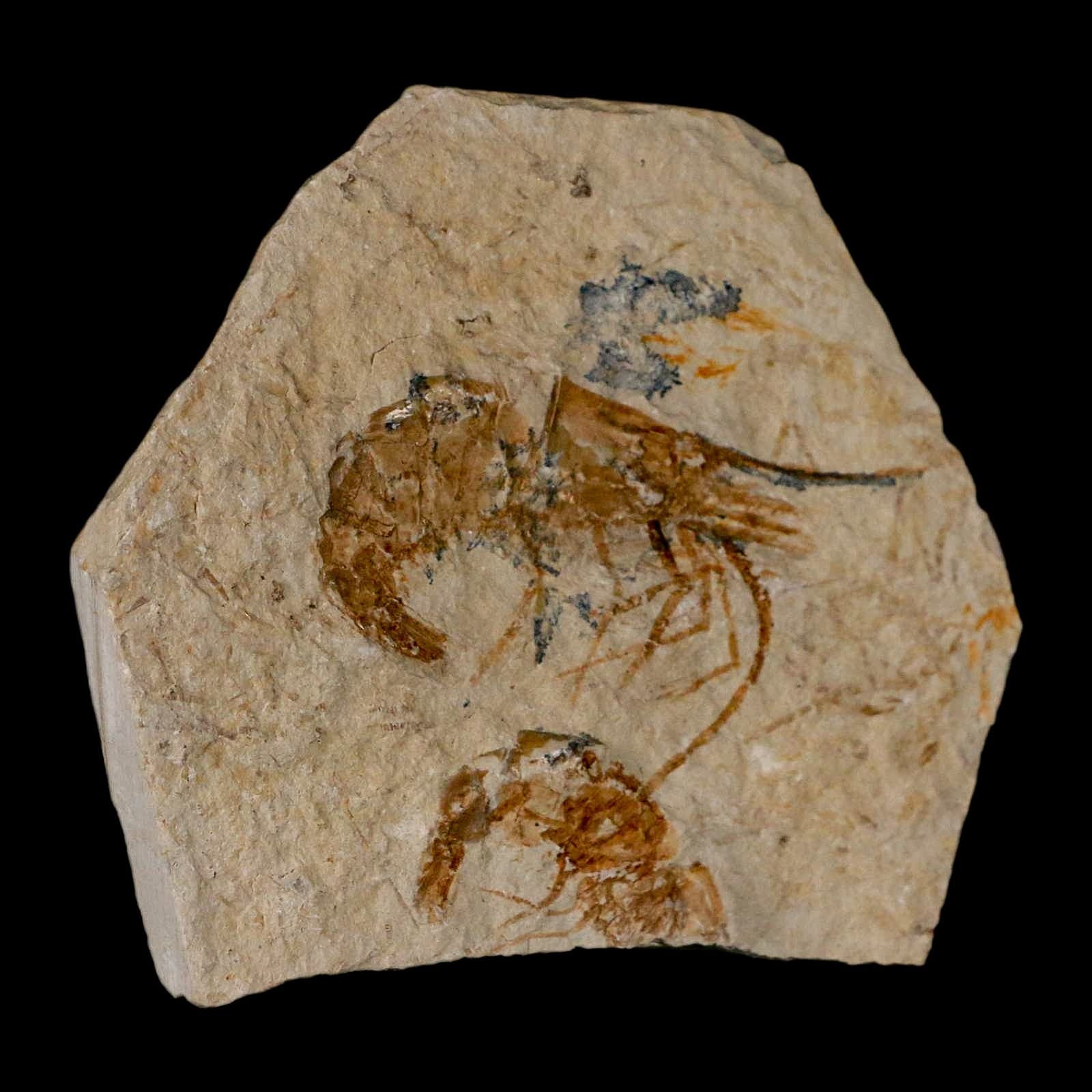 2 Two Fossil Shrimp Carpopenaeus Cretaceous Age 100 Mil Yrs Old Lebanon COA 4