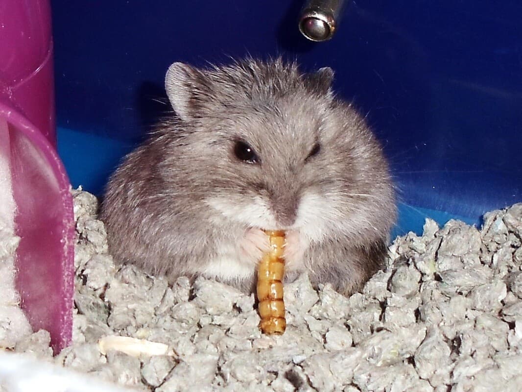 Rodent Diet Breeding Food Protein Bulk Lab Block Hamster Rat Mouse Choose Size!! 3