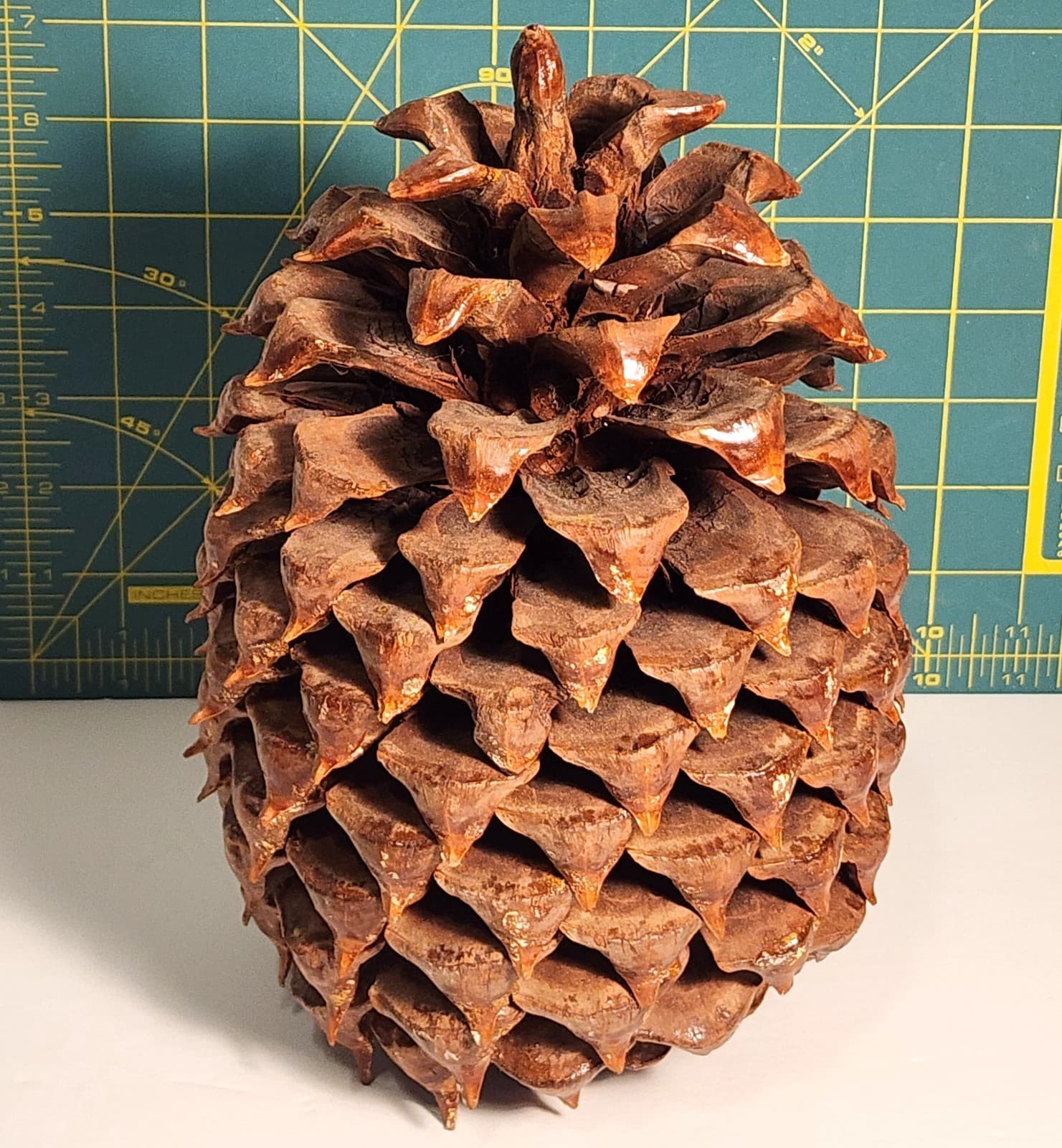 Large Pine Cone 8.5” Tall 6” Wide - Cured 2