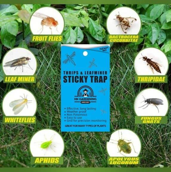 5PK-Blue Sticky Thrips & Leaf miner Trap Paper Insect Glue Catcher 2