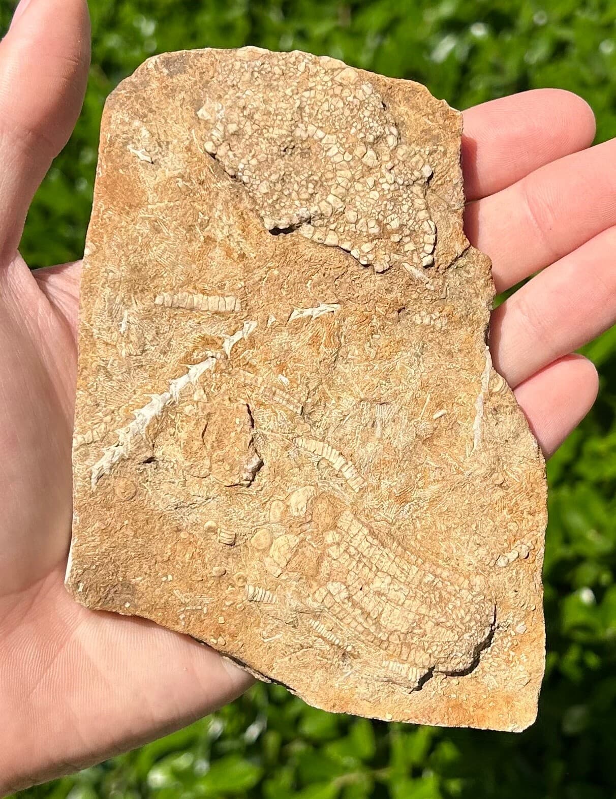 DOUBLE Crinoid Fossils in Matrix Onychocrinus and Phanocrinus Alabama Bangor Fm 2