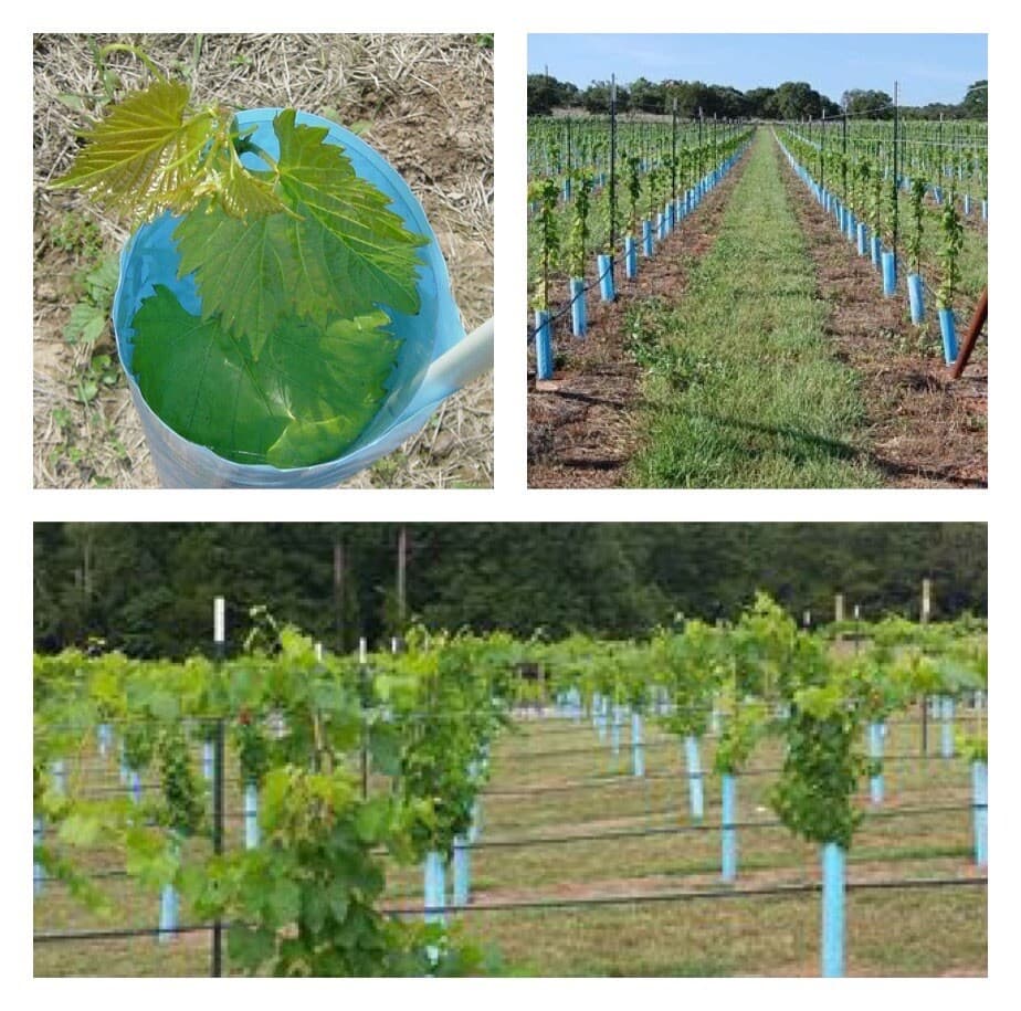 Blue-X Grow Tubes, 30” Grow Tube Box Of 50 4