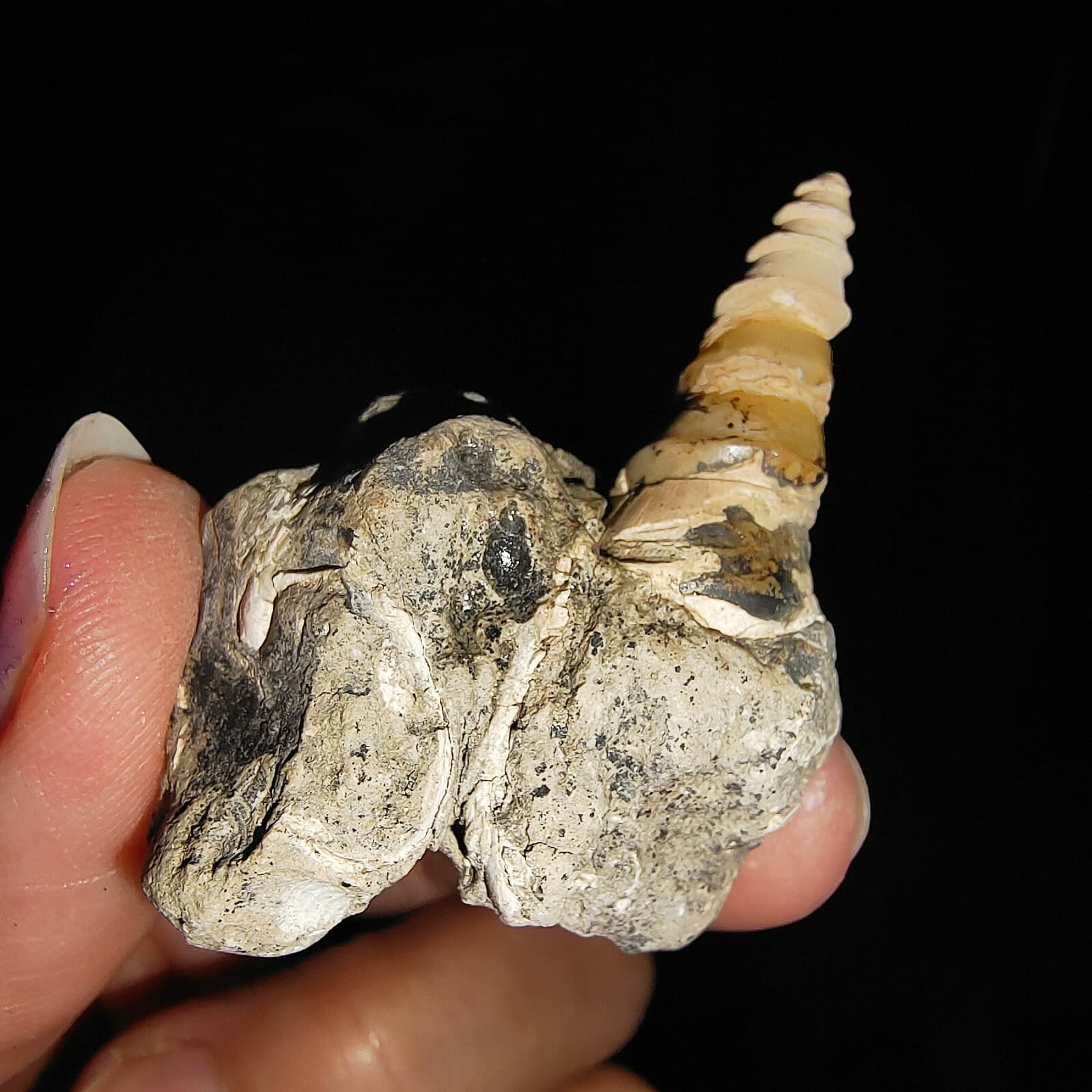 SEA SHELL FOSSIL, GASTROPODA, THIARIDAE ON MATRIX, FROM JAVA, INDONESIA, 30MM 3