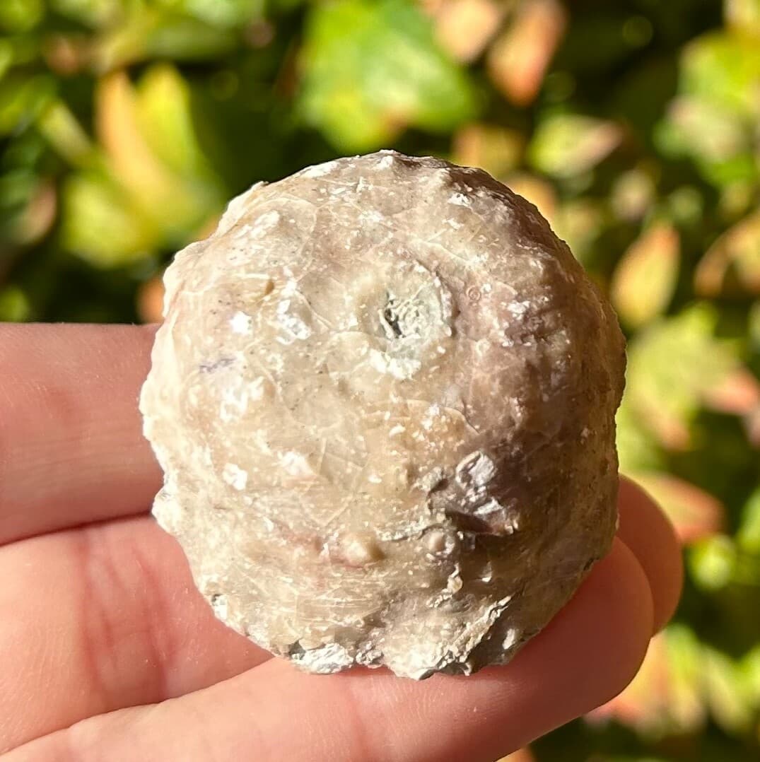 BIG Megistocrinus rugosus Crinoid Fossil Michigan Devonian Alpena Limestone 5