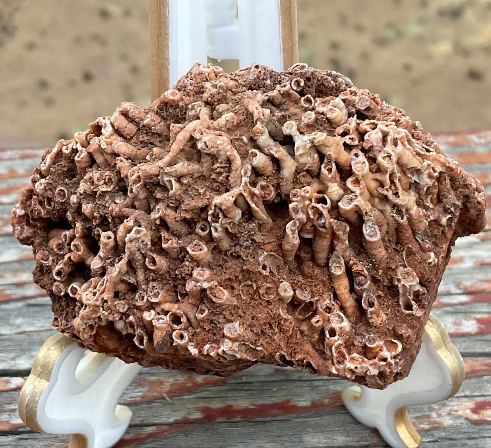 Fossil Tubes in Matrix - Ancient Sea Life - Payson Arizona 3” X 2” 2