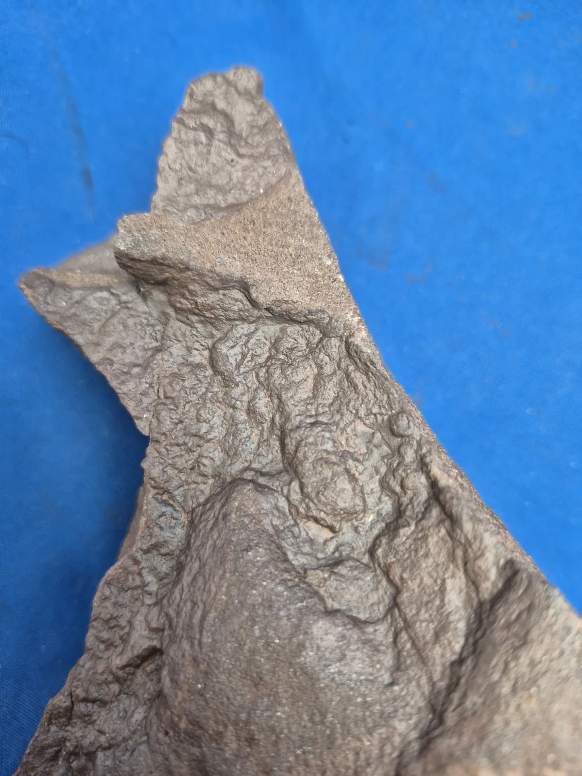 RARE Sponge-like Animal Fossils 2